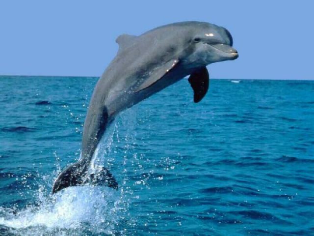 Дельфин по имени Макс 