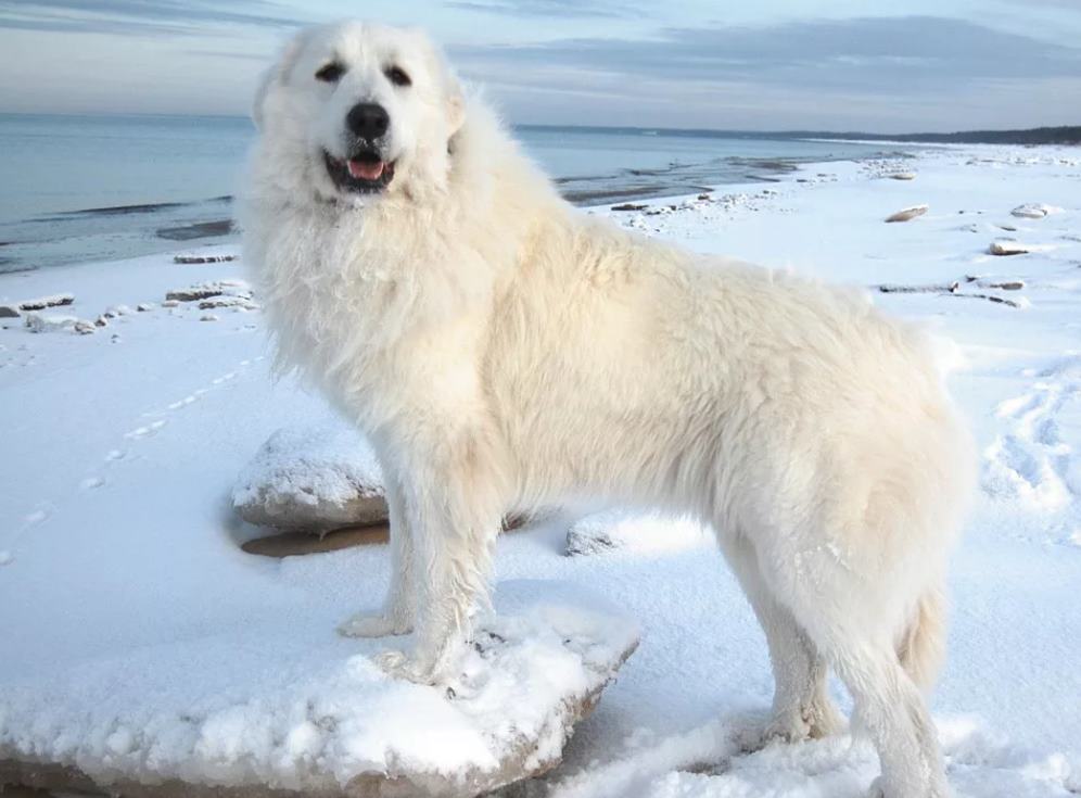 Крупная белая порода собак. Пиренейская Горная овчарка. Пиренейская овчарка белая. Горно Пиренейская овчарка белая. Горная собака пиренейской породы.